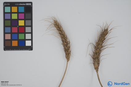 Click for 2 image(s) for this accession. SPIKE