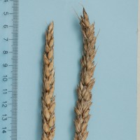 Click for 2 image(s) for this accession. Image