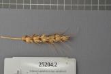 column Spike