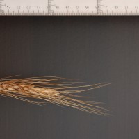 Click for 2 image(s) for this accession. Image