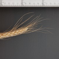 Click for 2 image(s) for this accession. Image