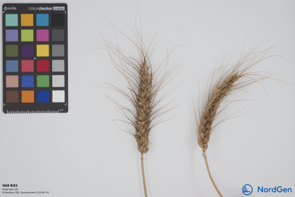 Click for 1 image(s) for this accession. SPIKE