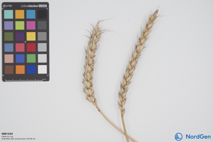 Click for 1 image(s) for this accession. SPIKE