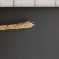 Click for 2 image(s) for this accession. Image