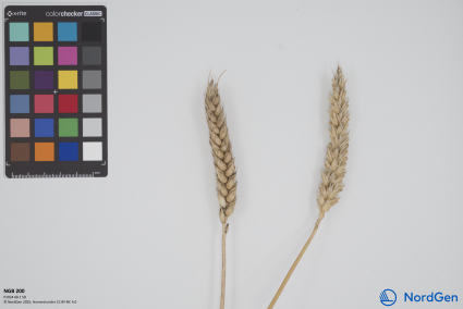 Click for 1 image(s) for this accession. SPIKE