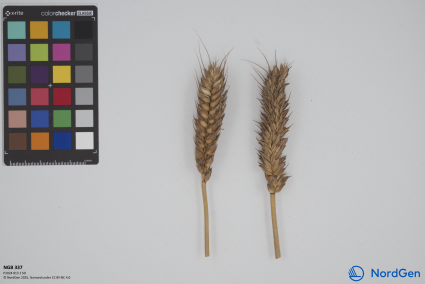 Click for 1 image(s) for this accession. SPIKE