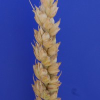 Click for 1 image(s) for this accession. Image
