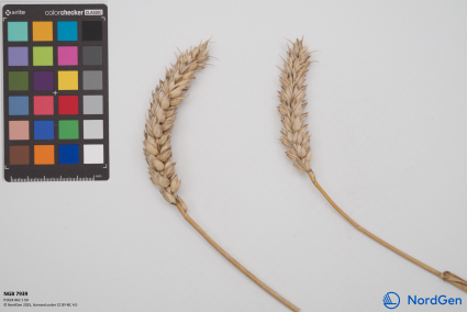 Click for 2 image(s) for this accession. SPIKE