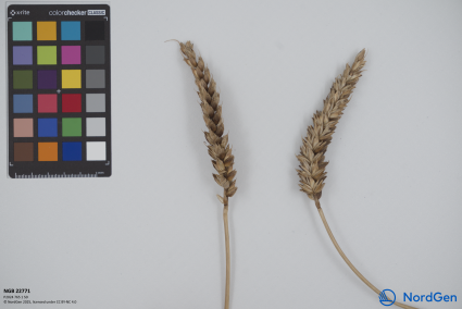 Click for 2 image(s) for this accession. SPIKE