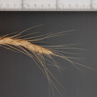 Click for 2 image(s) for this accession. Image