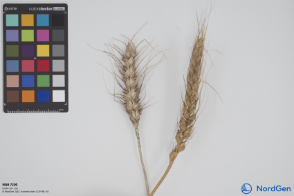 Click for 1 image(s) for this accession. SPIKE