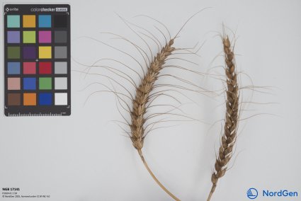 Click for 1 image(s) for this accession. SPIKE
