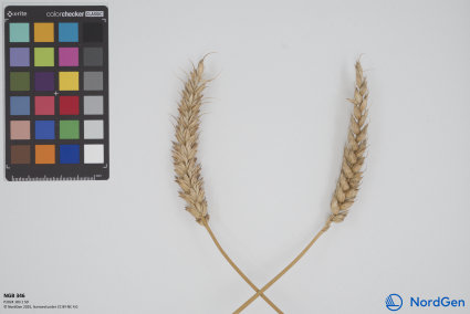 Click for 1 image(s) for this accession. SPIKE