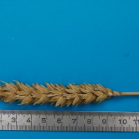 Click for 1 image(s) for this accession. Image