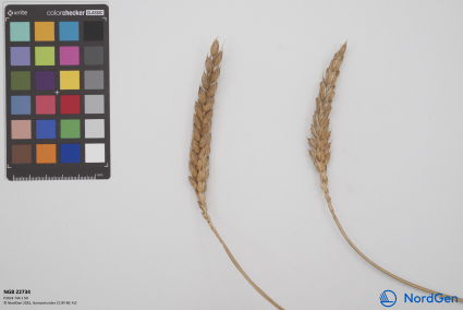 Click for 3 image(s) for this accession. SPIKE