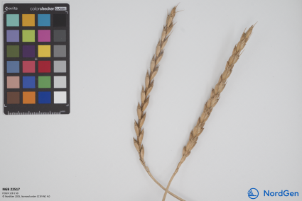 Click for 2 image(s) for this accession. SPIKE