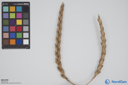 Click for 2 image(s) for this accession. SPIKE