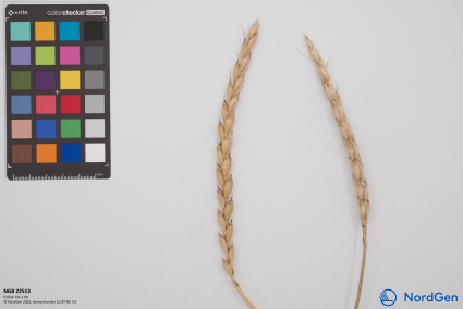 Click for 3 image(s) for this accession. SPIKE