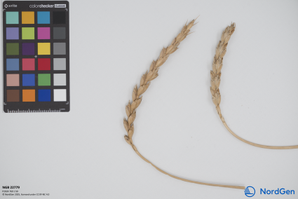 Click for 2 image(s) for this accession. SPIKE