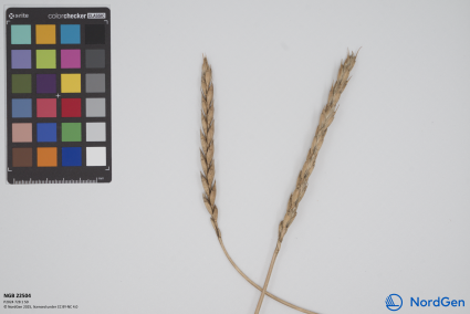 Click for 3 image(s) for this accession. SPIKE