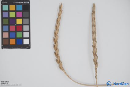 Click for 3 image(s) for this accession. SPIKE