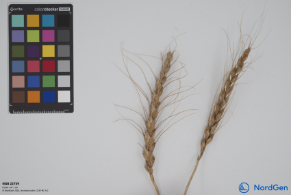 Click for 3 image(s) for this accession. SPIKE