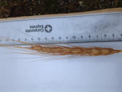 column SPIKE