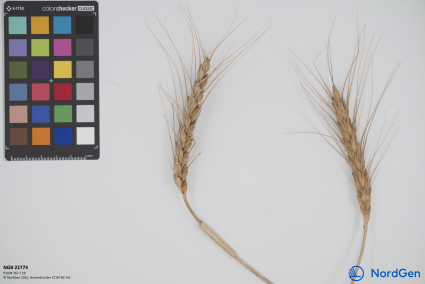 Click for 4 image(s) for this accession. SPIKE