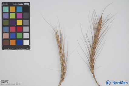 Click for 2 image(s) for this accession. SPIKE