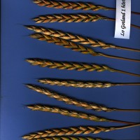 Click for 1 image(s) for this accession. Image