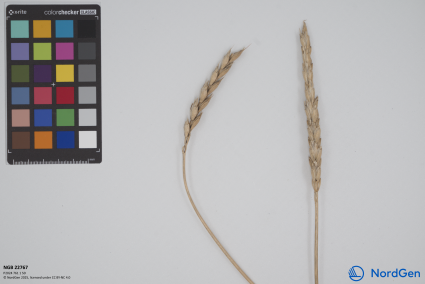 Click for 2 image(s) for this accession. SPIKE