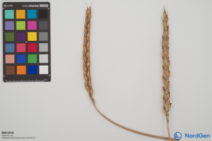 Click for 4 image(s) for this accession. SPIKE