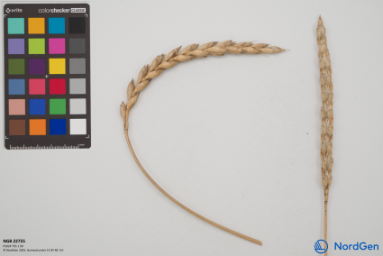 Click for 3 image(s) for this accession. SPIKE