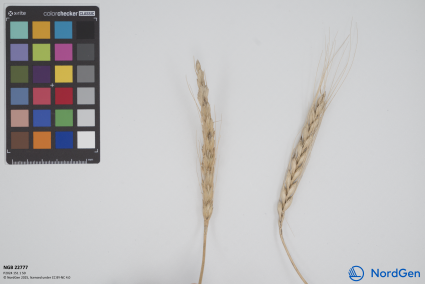 Click for 1 image(s) for this accession. SPIKE