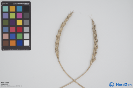 Click for 1 image(s) for this accession. SPIKE