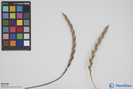 Click for 1 image(s) for this accession. SPIKE