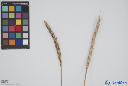 Click for 3 image(s) for this accession. SPIKE