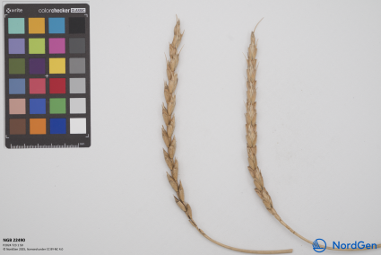 Click for 4 image(s) for this accession. SPIKE