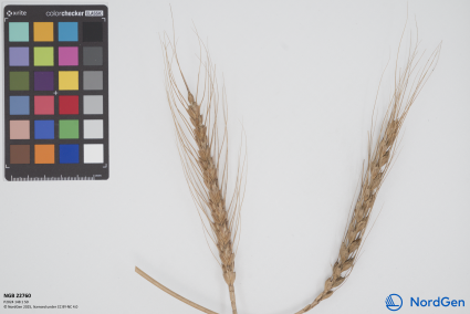 Click for 4 image(s) for this accession. SPIKE