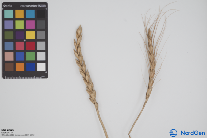 Click for 2 image(s) for this accession. SPIKE