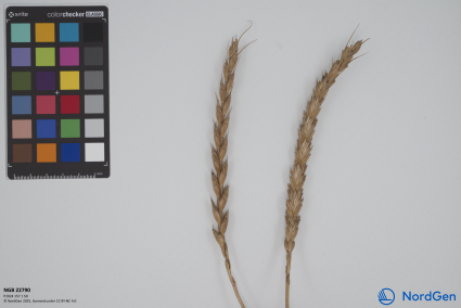 Click for 3 image(s) for this accession. SPIKE