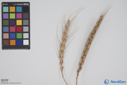 Click for 2 image(s) for this accession. SPIKE