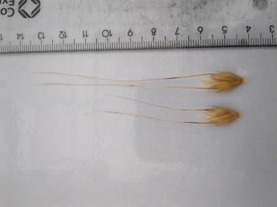 column Spikelet