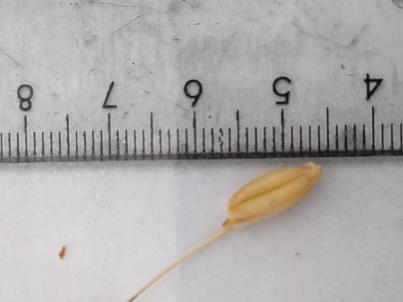 column KERNELS