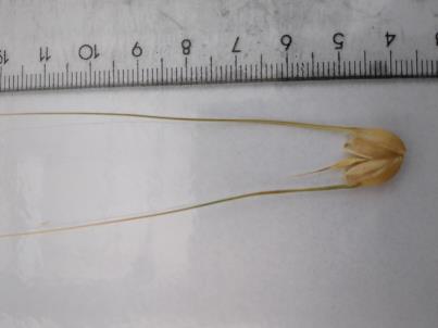 column Spikelet
