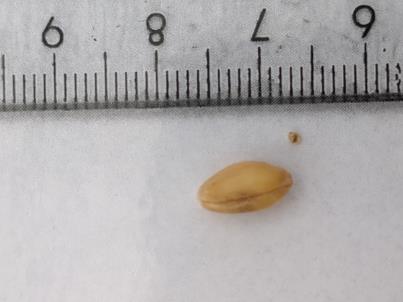 column KERNELS