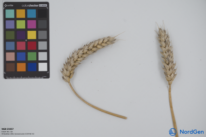 Click for 2 image(s) for this accession. SPIKE