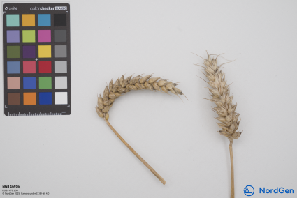 Click for 1 image(s) for this accession. SPIKE