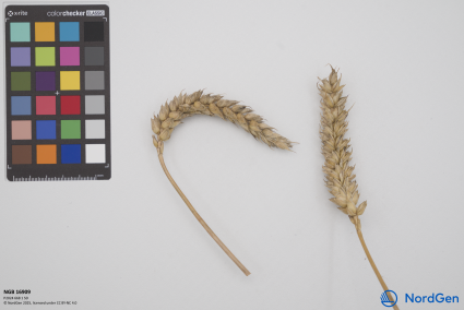 Click for 1 image(s) for this accession. SPIKE