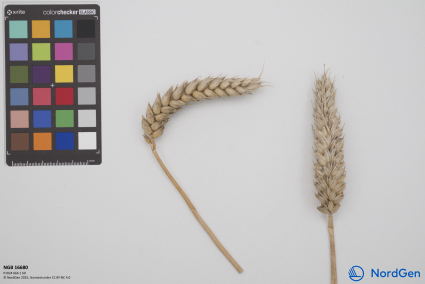 Click for 1 image(s) for this accession. SPIKE